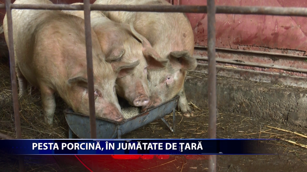 Peste porcina africana afecteaza mai bine de jumatate din judetele tarii!