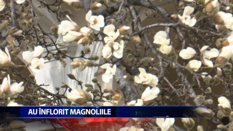 AU INFLORIT MAGNOLIILE