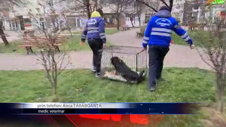 MAI MULTI CAINI ABANDONATI