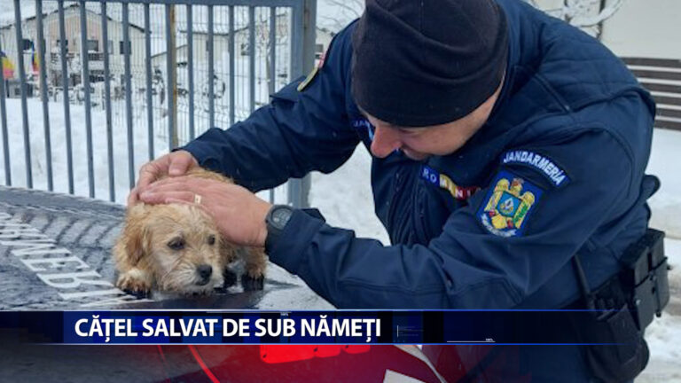Catel salvat de sub nameti