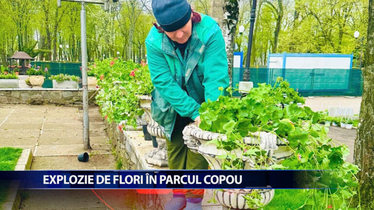 Explozie de flori in Parcul Copou