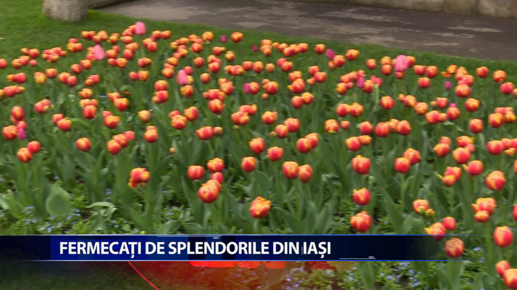 Fermecati de splendorile din Iasi