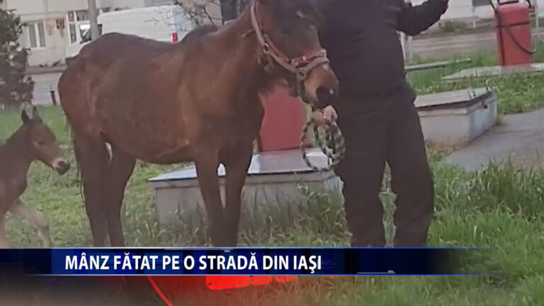 MANZ FATAT PE O STRADA DIN IASI