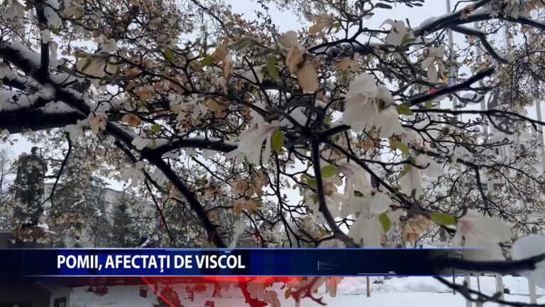 POMII, AFECTATI DE VISCOL