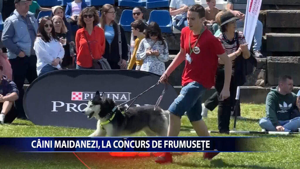 CAINI MAIDANEZI, LA CONCURS DE FRUMUSETE