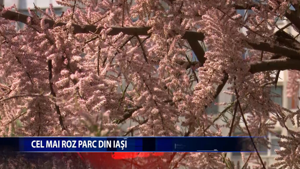 Cel mai roz parc din Iasi