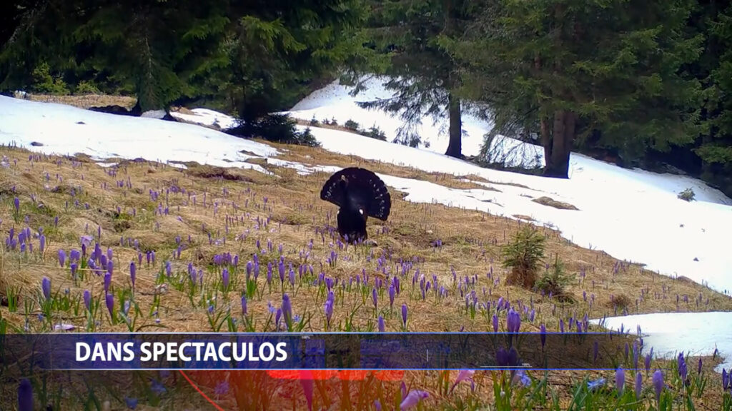 Dans spectaculos
