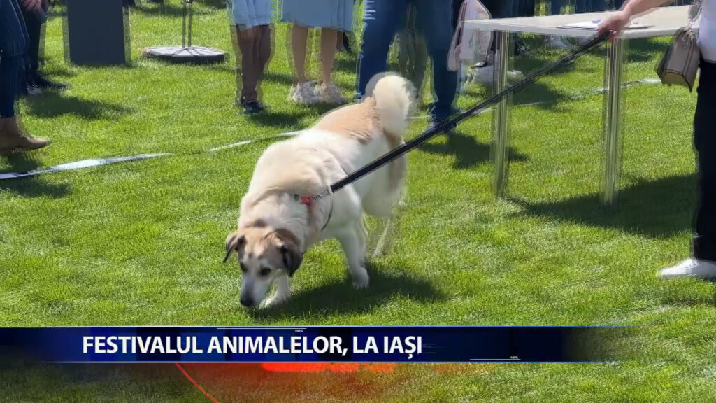 FESTIVALUL ANIMALELOR, LA IASI
