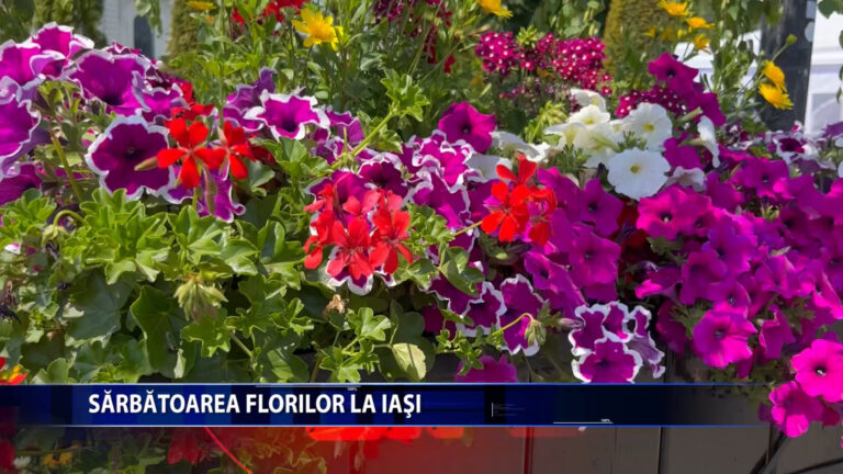 SARBATOAREA FLORILOR LA IASI