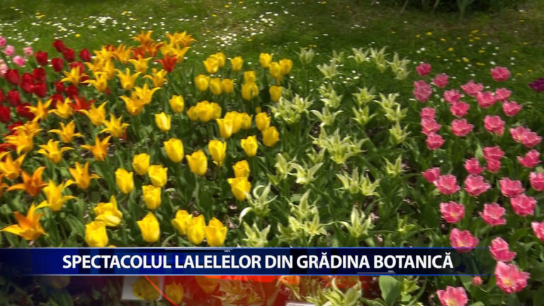 Spectacolul lalelelor din Gradina Botanica