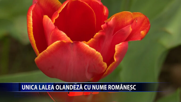 UNICA LALEA OLANDEZA CU NUME ROMANESC