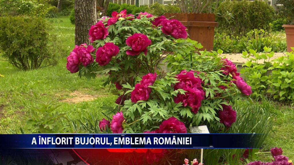 A inflorit bujorul, emblema Romaniei