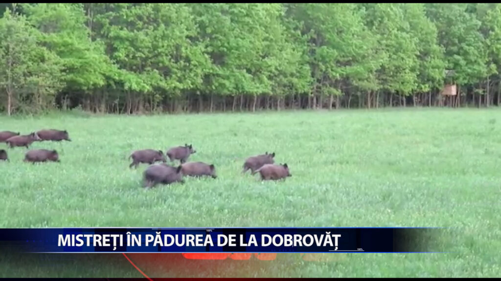 Mistreti in padurea de la Dobrovat