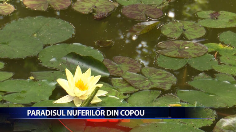 Paradisul nuferilor din Copou