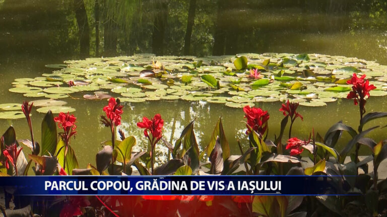 PARCUL COPOU, GRADINA DE VIS A IASULUI