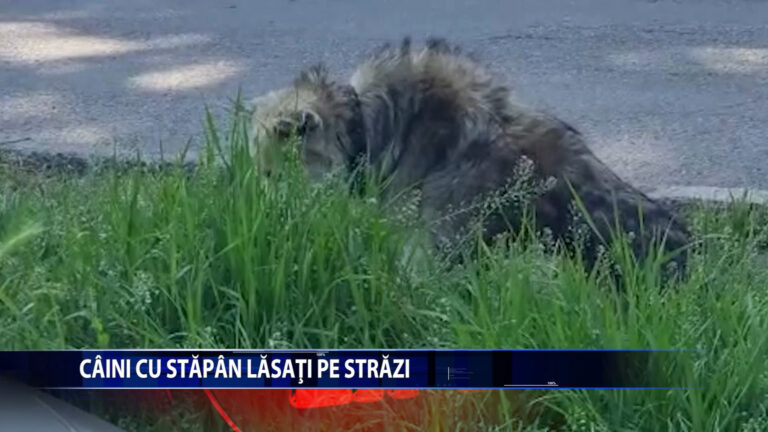 CAINI CU STAPANI LASATI LIBERI PE STRAZI