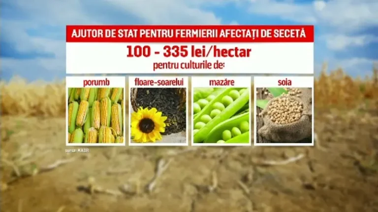 Fermierii afectați de seceta de anul trecut așteaptă despăgubirile de la stat și de la Comisia Europeană. Câți bani vor primi