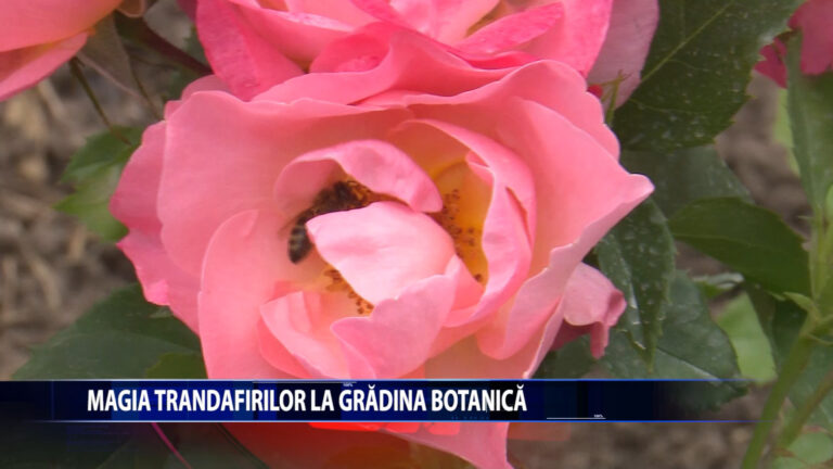 MAGIA TRANDAFIRILOR LA GRADINA BOTANICA DIN IASI