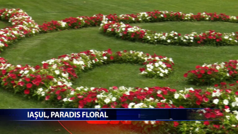 Iasul, paradis floral