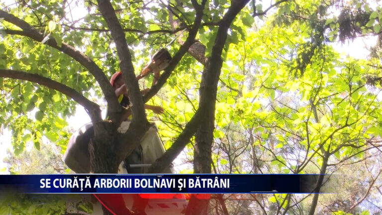 SE CURATA ARBORII BOLNAVI SI BATRANI