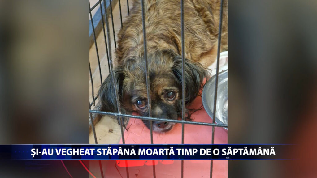SI-AU VEGHEAT STAPANA MOARTA TIMP DE O SAPTAMANA