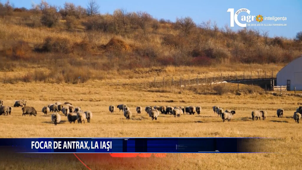 FOCAR DE ANTRAX LA IASI