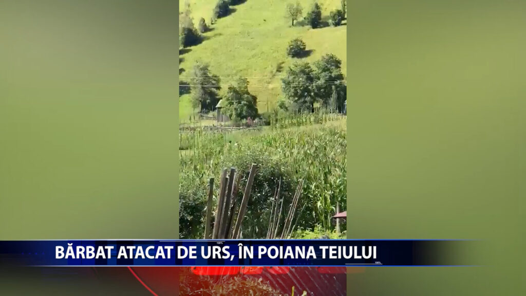 Barbat atacat de urs, in Poiana Teiului