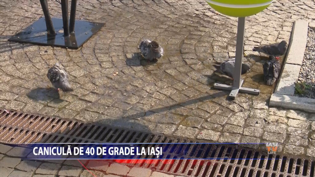 Canicula cu 40 de grade la Iasi