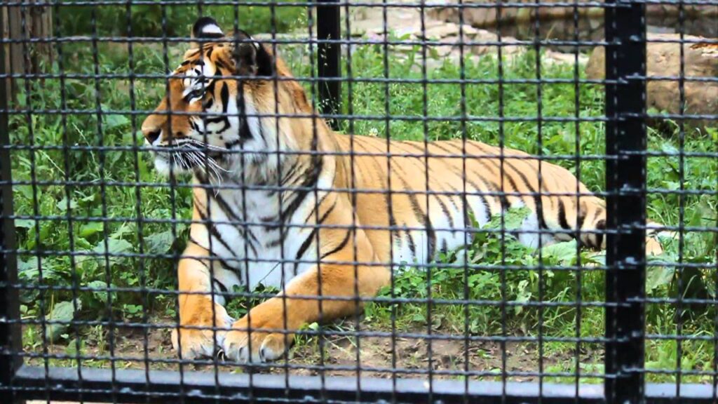 Un bărbat a fost mușcat de tigru la Grădina Zoologică din Bârlad. Acesta și-a băgat piciorul în cușcă