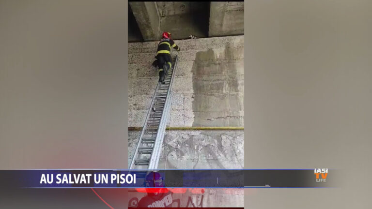 Au salvat un pisoi!