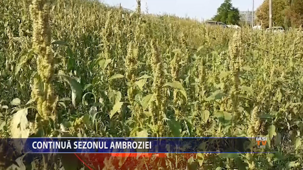 Continua sezonul ambroziei