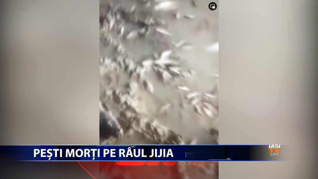 PESTI MORTI PE RAUL JIJIA