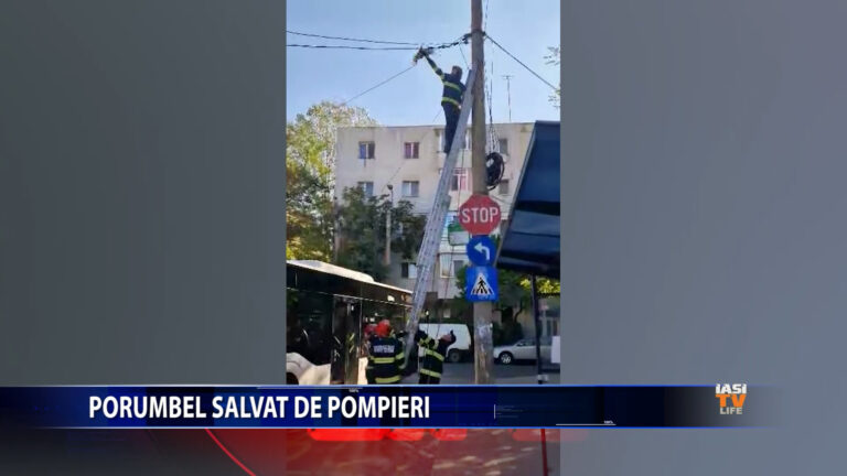 PORUMBEL SALVAT DE POMPIERI