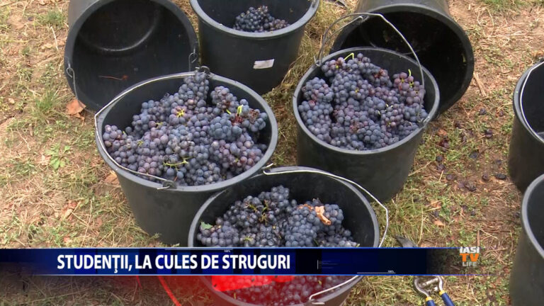 Studentii, la cules de struguri