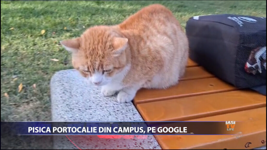 PISICA PORTOCALIE DIN CAMPUS, PE GOOGLE