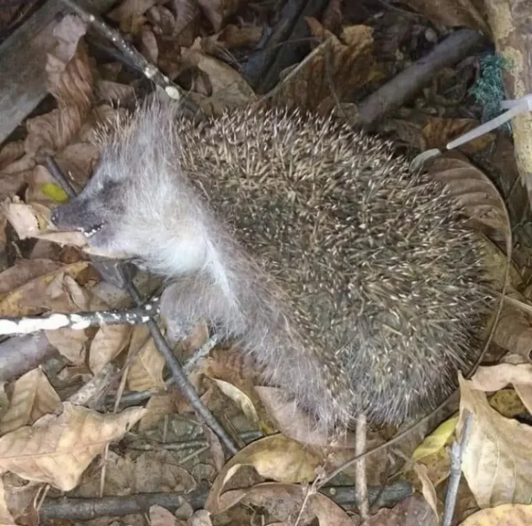 Dacă găsiți un arici „mort” în grădină, nu-l îngropați, nu-l aruncați la gunoi!