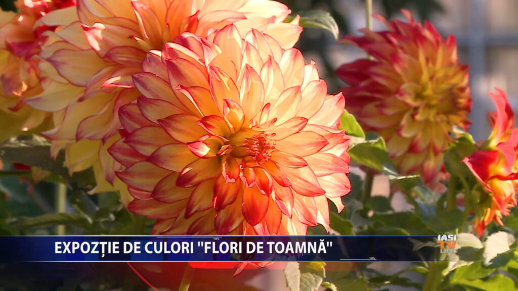Explozie de culori la „Flori de toamnă”