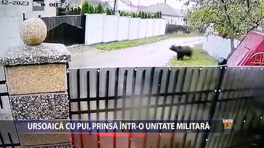 Ursoaica cu pui, prinsă într-o unitate militară