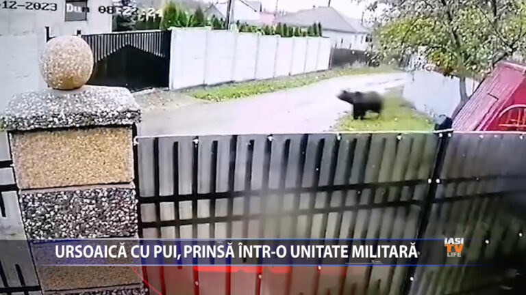 Ursoaica cu pui, prinsă într-o unitate militară