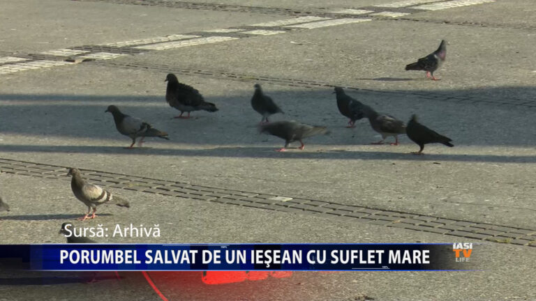 Porumbel salvat de un ieșean cu suflet mare