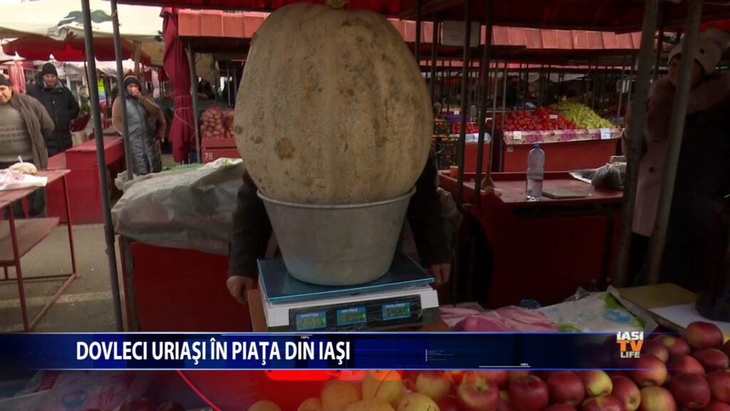 Dovleci uriasi in pietele din Iasi