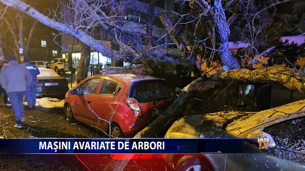 Mașini avariate de arbori