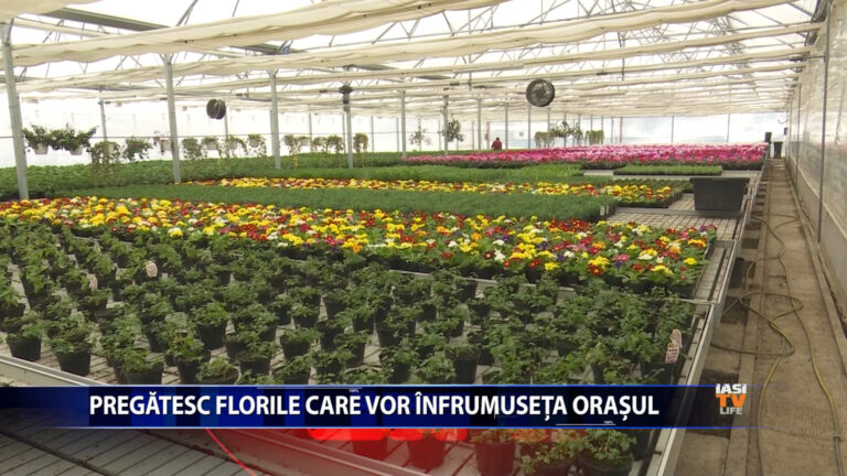 Pregătesc florile care vor înfrumuseța orașul