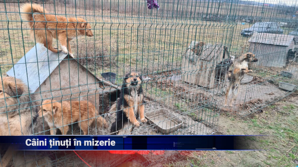 Câini ținuți în mizerie