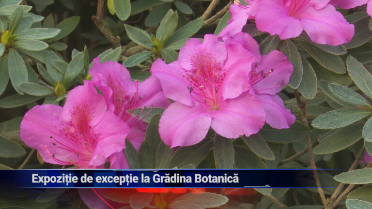 Expoziție de excepție la Grădina Botanică
