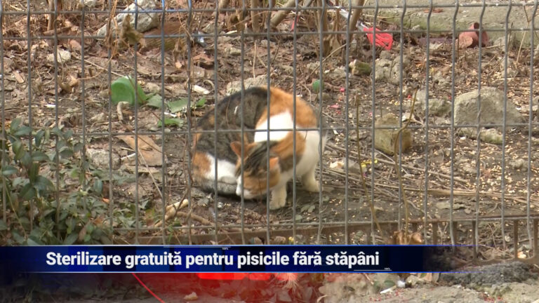 Sterilizare gratuită pentru pisicile fără stăpân