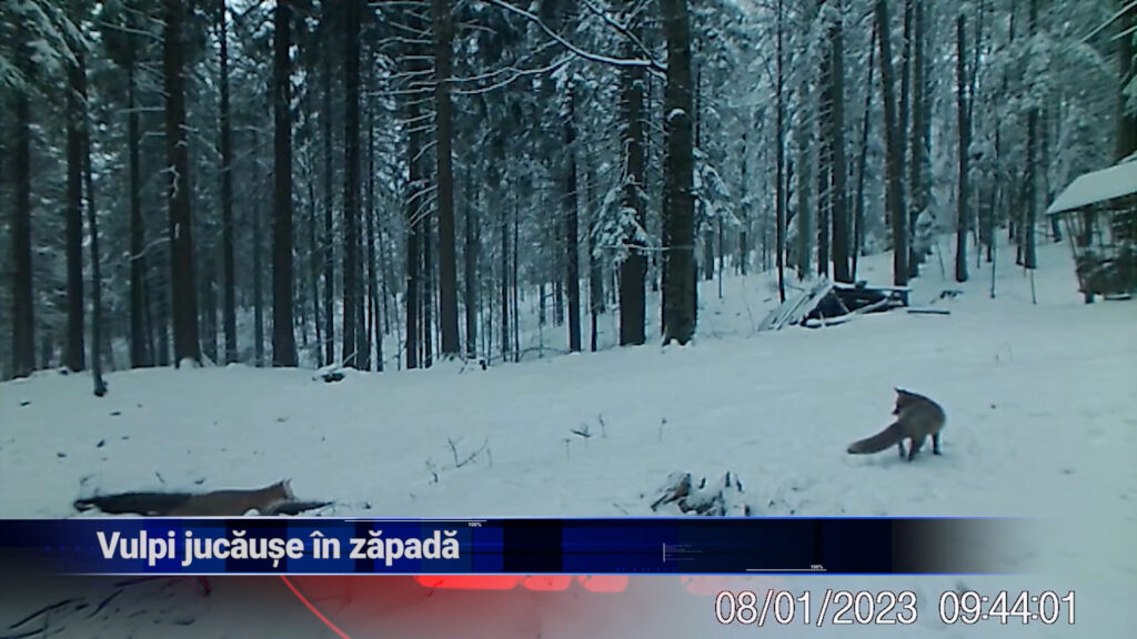 Vulpi jucăușe în zăpadă