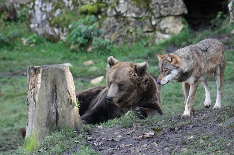 Urși și lupi în România: între conservarea tradițiilor și controversa vânătorii selective