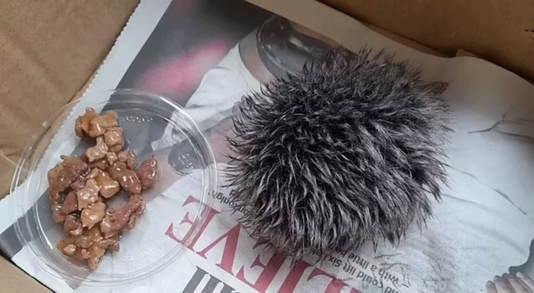 O femeie a avut grijă de un pompon de la o căciulă de iarnă, crezând că era un arici rănit