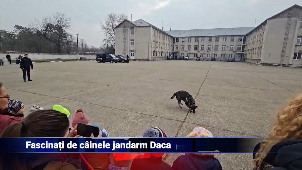 Fascinați de câinele jandarm Daca